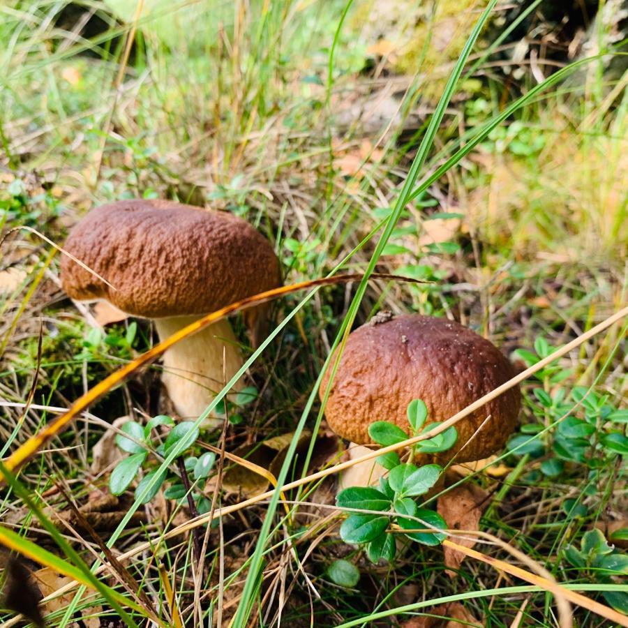 Pokoje Goscinne Ewela Łeba Exterior foto